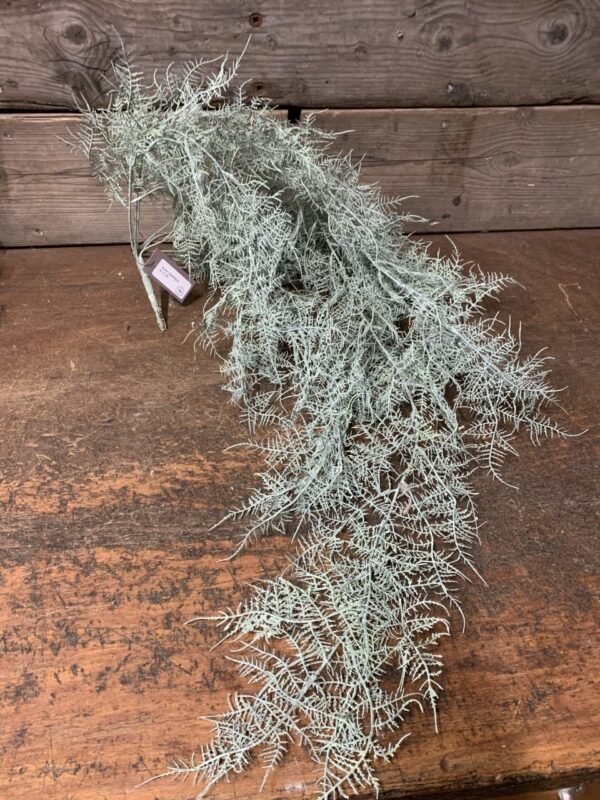 Kunst Asparagus
