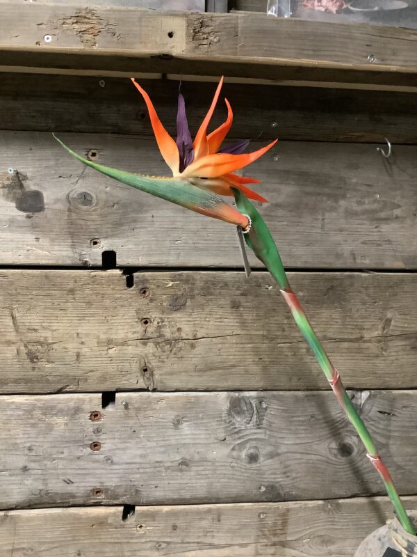 Strelizia kunst groot