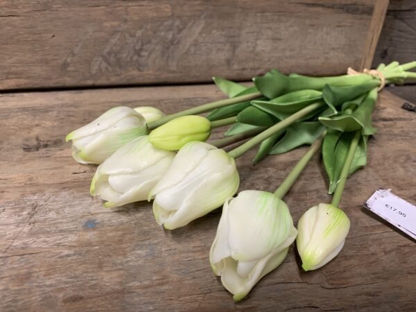 Tulp open wit 7017-0