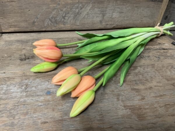 Tulp koraal