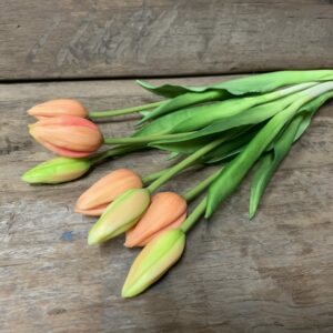 Tulp koraal