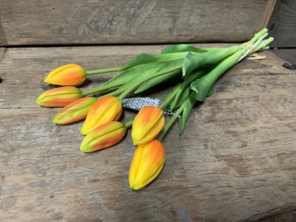 Tulp oranje