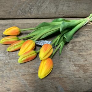 Tulp oranje