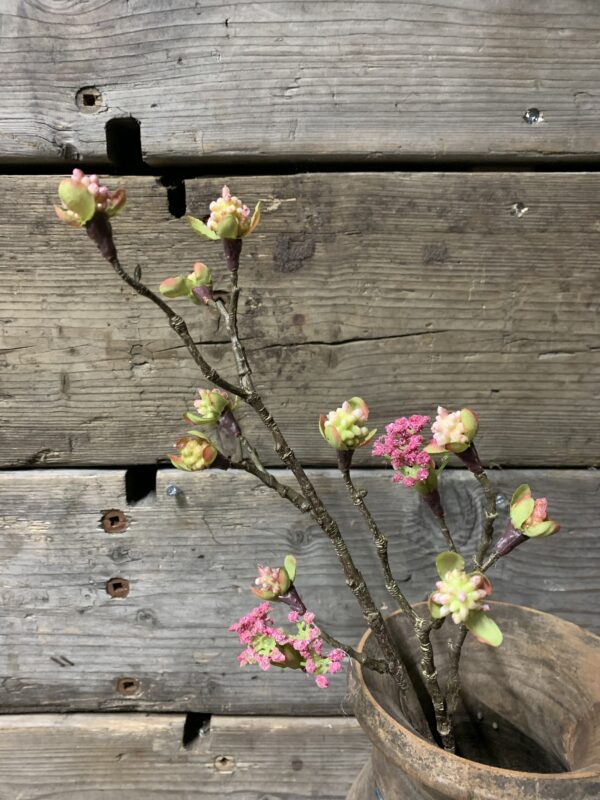 Bloesemtak roze