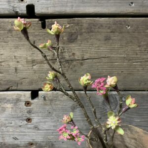 Bloesemtak roze