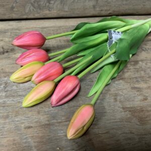 Tulp roze
