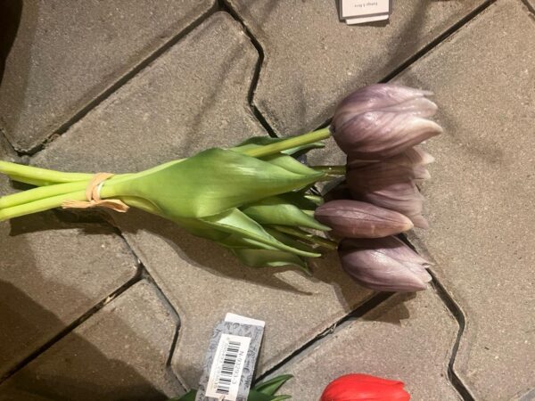 Tulpen bos korte tulp - Afbeelding 6
