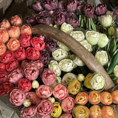 Tulpen bos dubbele bloem