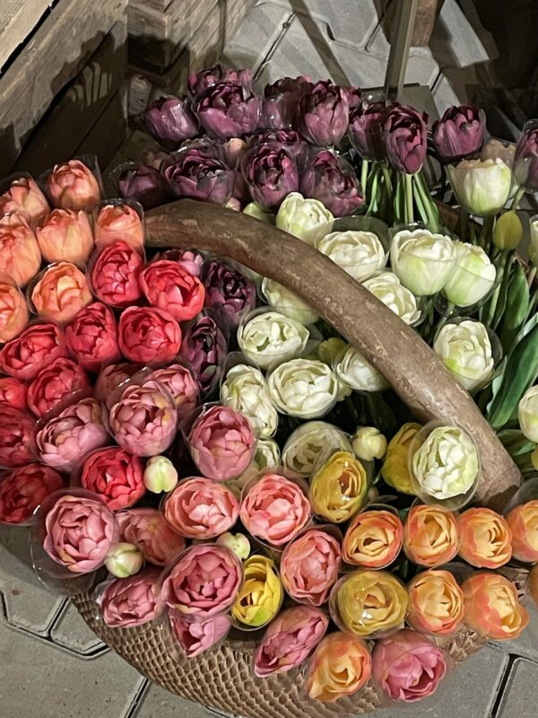 Tulpen bos dubbele bloem