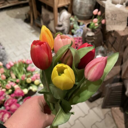 Tulpen bos middenmaat tulp