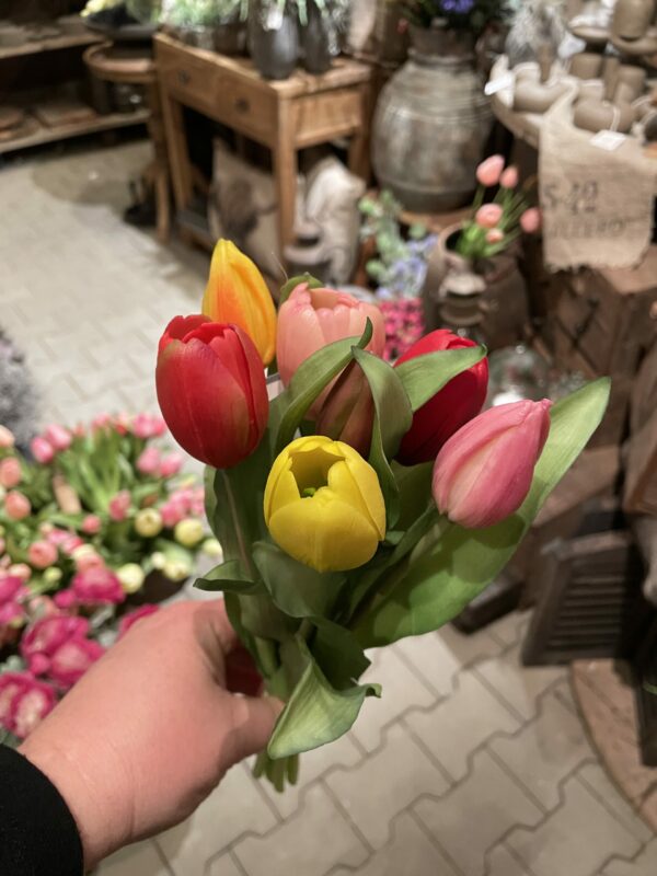 Tulpen bos middenmaat tulp