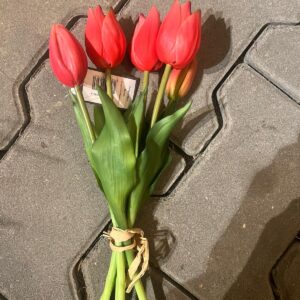 Tulpen bos korte tulp