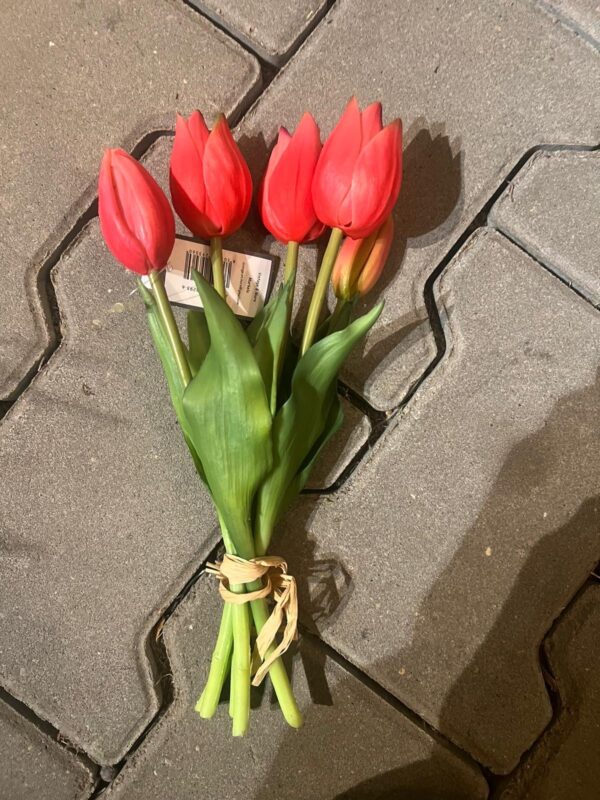 Tulpen bos korte tulp