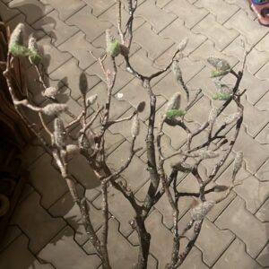 Kunst magnolia tak