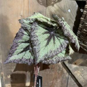 Kunst blad begonia