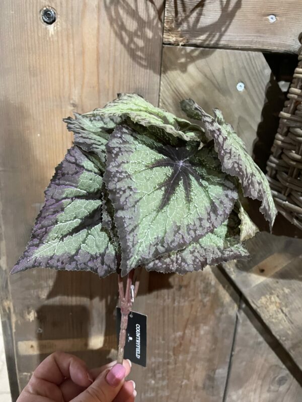 Kunst blad begonia