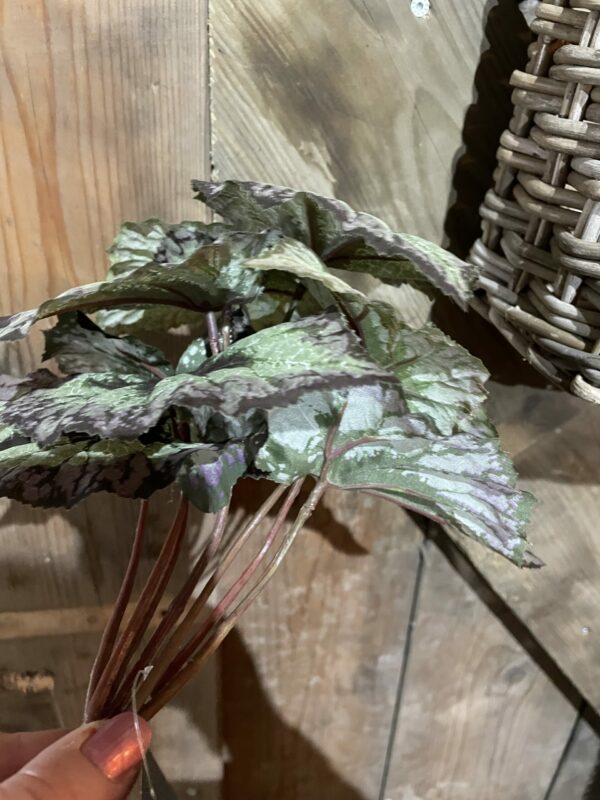 Kunst blad begonia - Afbeelding 2