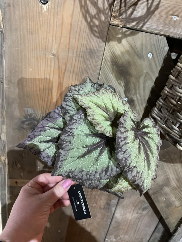 Kunst blad begonia - Afbeelding 4