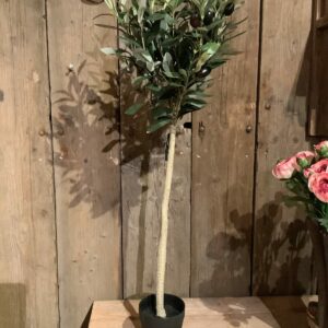 Olijfboompje 85cm