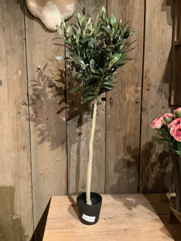 Olijfboompje 85cm