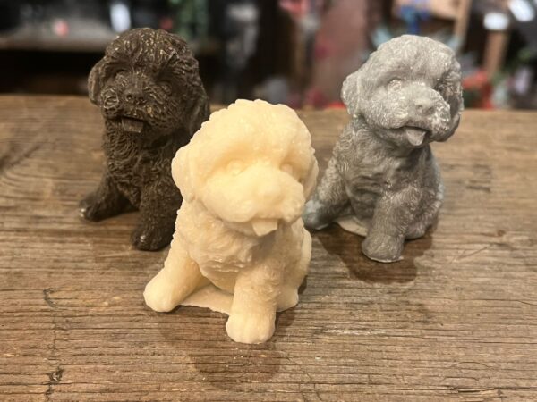 Geur labradoodle