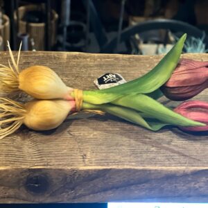 Tulp met knol donker paars