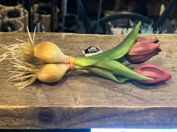 Tulp met knol donker paars