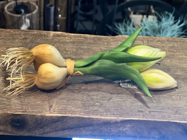 Tulp met knol wit