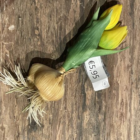 Tulp met knol geel