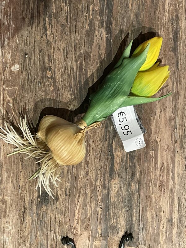 Tulp met knol geel