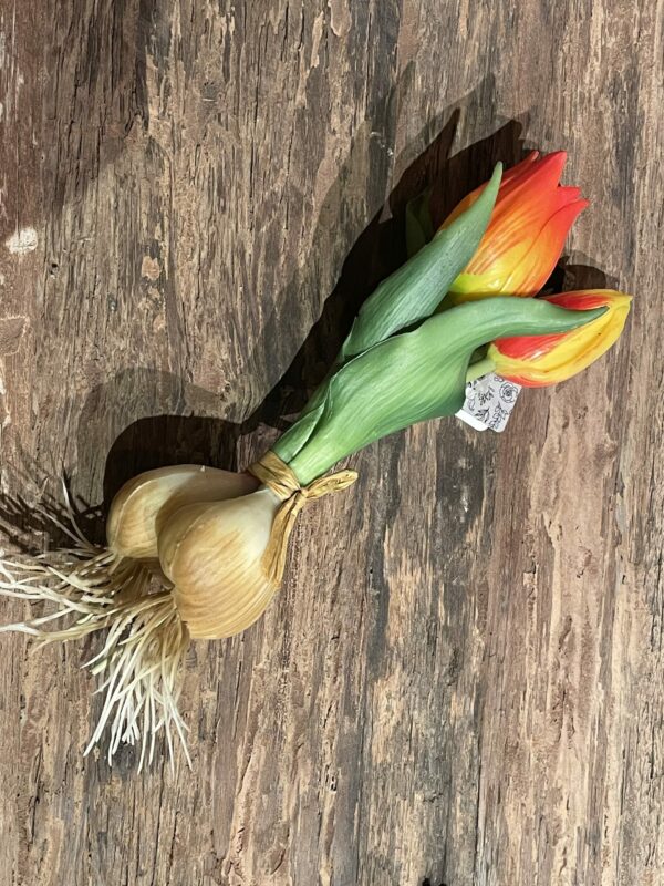 Tulp met knol geel oranje