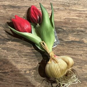 Tulp met knol rood