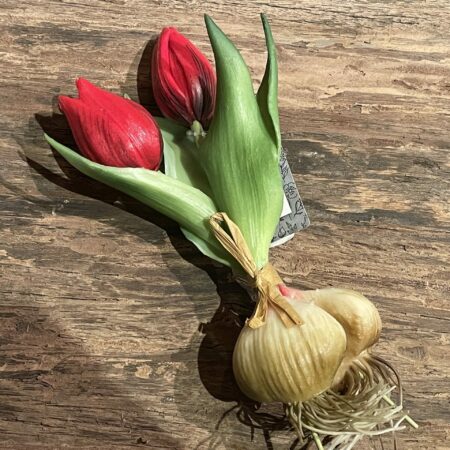 Tulp met knol rood