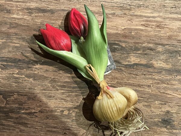 Tulp met knol rood
