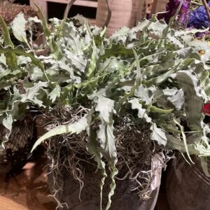 Kunst plant tak
