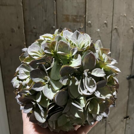 Kunst hortensia bal