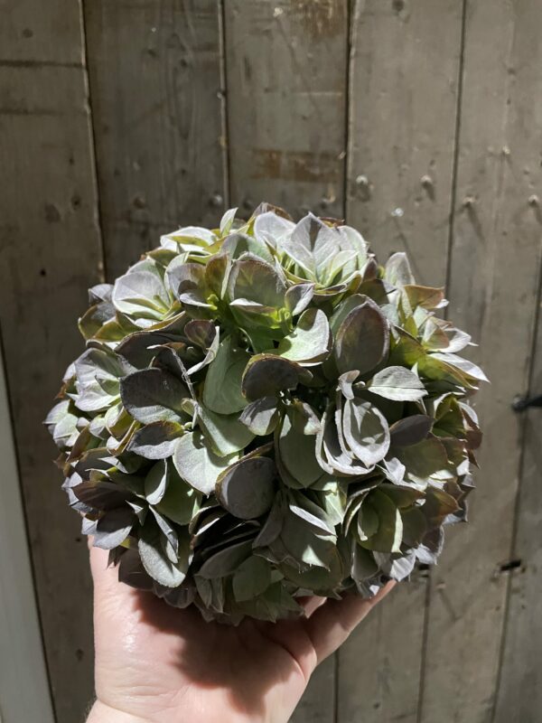 Kunst hortensia bal