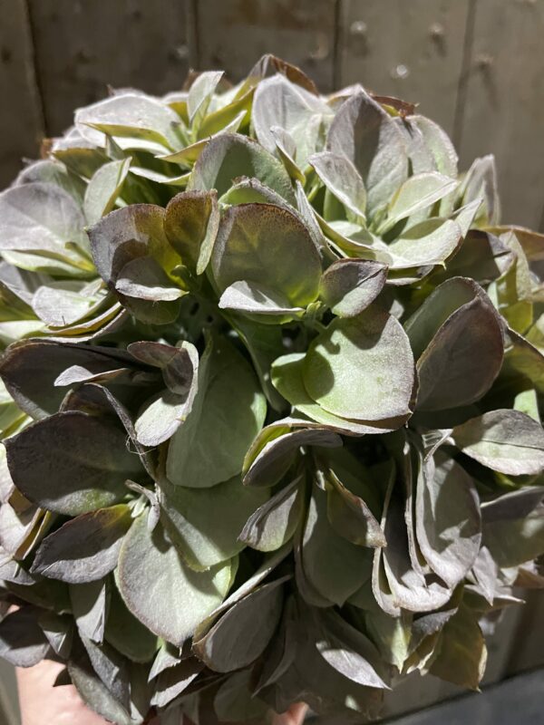 Kunst hortensia bal - Afbeelding 2