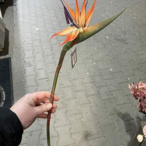 Kunst stralizia