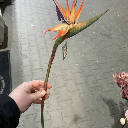 Kunst stralizia