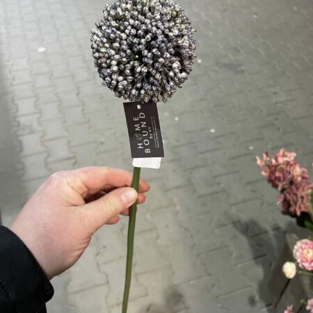 Kunst alium
