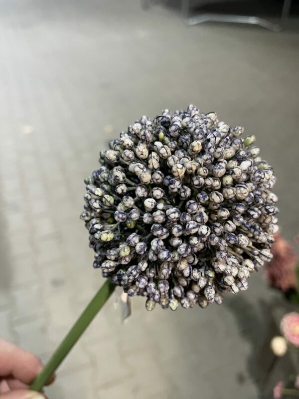 Kunst alium - Afbeelding 2