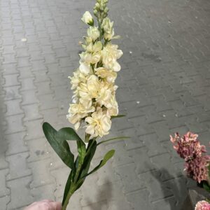 Kunst violier creme
