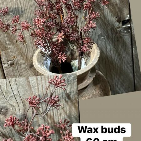 Waxbuds 60cm brynxz