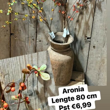 Aronia brynxz