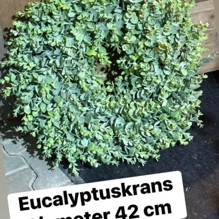 Krans eucalyptus brynxz