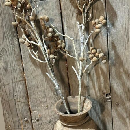 Alnus grande brown brynxz