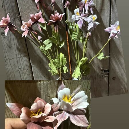 Aquilegia brynxz
