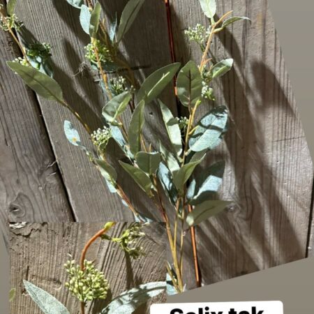 Salix brynxz