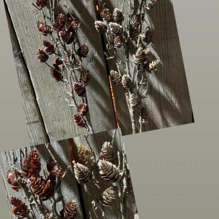 Pinecone brynxz